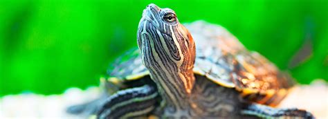 There are also commercial diets available for box turtles, though you should supplement those with fresh foods. Turtle & Tortoise Food: What to Feed Your Pet | PetSmart