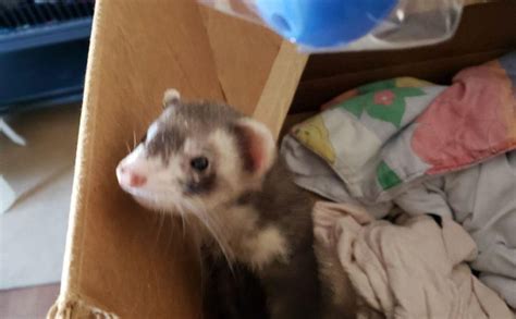 Homemade toy ideas the key to diy ferret toys is that they don't need to be elaborate or fancy. DIY Ferret Toys - Fun and Free Ways To Entertain Your Ferret | Toys that Ferrets Love
