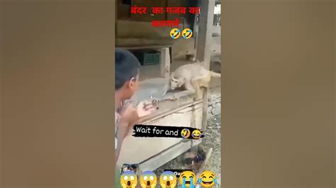 😂🥀😱 बंदर का गजब का करनामे देखने के लिए तैयार हो जाओ Tipu Rox Ka Video