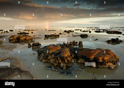 Stromatolites At Hamelin Pool Shark Bay Western Australia Primitive