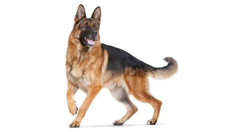 Последние твиты от doge (@dogethedog). German Shepherd Dog Documentary ( Info, history, training ...