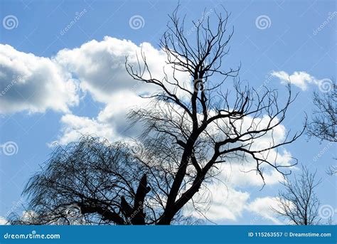 Dead Willow Tree Blue Sky Clouds Wind Blowing Stock Image Image Of
