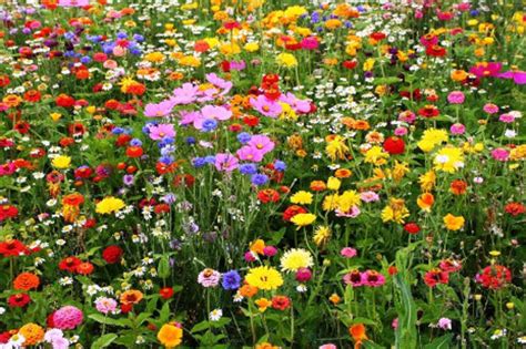Wildflower Mix All Annual Seeds Organic Non Gmo Etsy