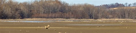 Sandhill Cranes At Brookvile Lake View In Original Size W Flickr