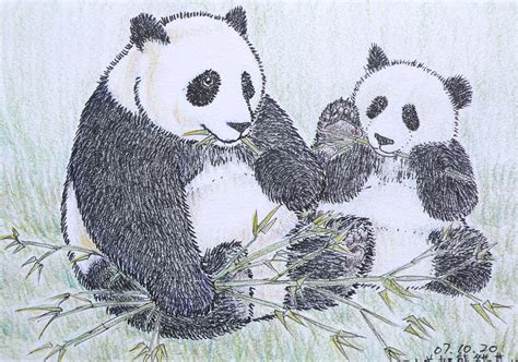 Panda Color Pencil Drawing A Photo On Flickriver