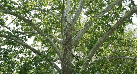 Learn About Nature Sycamore Tree Learn About Nature