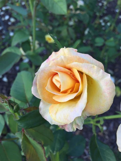 Wholesale, bulk flowers for diy weddings and special events. Roses. Loose Park, Kansas City Mo | Rose, Flowers, Plants