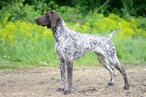 German Shorthaired Pointer Dog Breed Everything About German