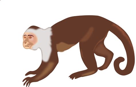 Animal Monkey · Free Vector Graphic On Pixabay