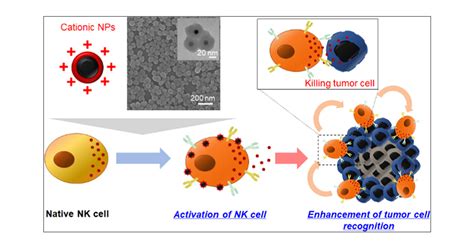 Cationic Nanoparticle Mediated Activation Of Natural Killer Cells For