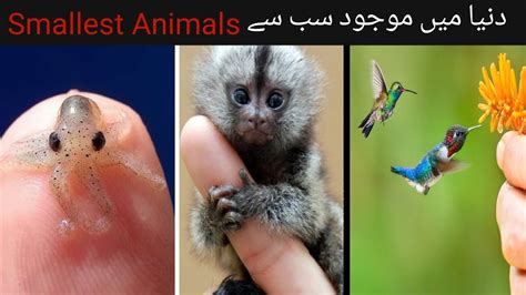 Most Smallest Animals In The World Thinest Animals In The World