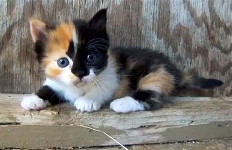 Adorable Little Baby Calico Munchkin Kitten Aww I Want Kittens