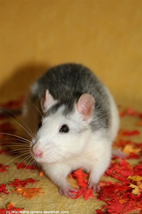 Cute Pet Rat Oh Rats Pinterest