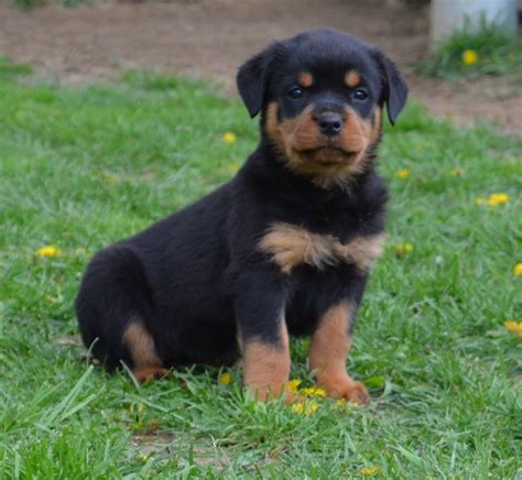 Girl Puppies Stalter Rottweilers