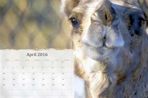 April 2016 Calendar With Camel Free Stock Photo Public Domain Pictures