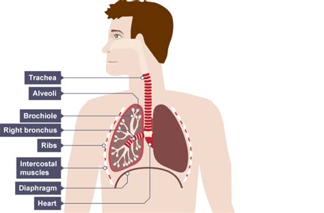 Trachea Is Below Throat And Passes Under The Rib Cage Into Lungs The