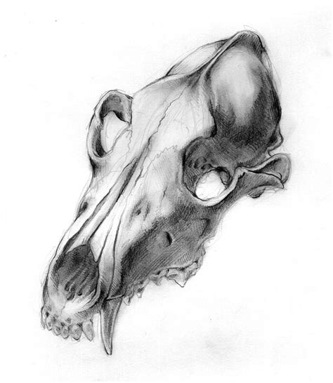 Emily Fundis Illustration — Coyote I Original Drawing Original