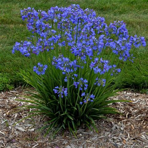 20 Beautiful Blue Flowers For Your Garden