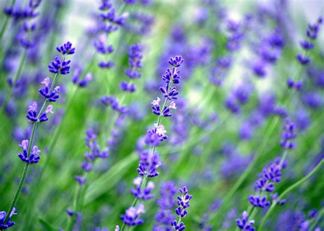 There are 27 lavinder for sale on etsy, and they cost 37,79 $ on average. Connecticut Garden Journal: Grow Your Own Lavender ...