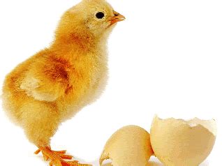 Silakan ambil telur burung, ayam, itik, atau puyuh dari inkubator (mesin penetas). inikabarku.com - berita, gosip artis, informasi dan tips