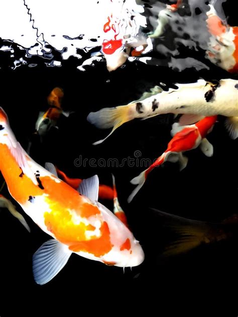 Beautiful Koi Fish In The Pond Stock Photo Image Of Screenshot Blue