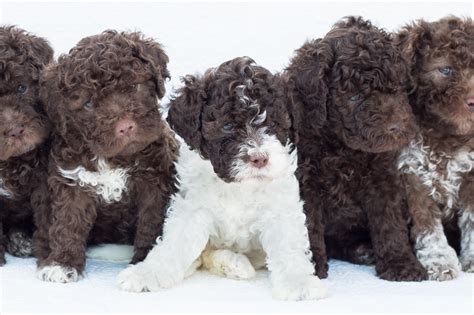 Every puppy born at the lagotto lady kennel is held as it arrives in this world and before it leaves our facility. Lagotto Romagnolo Welpen Scheren