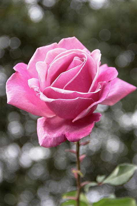 Single Pink Rose Photograph By Amy Sorvillo Fine Art America