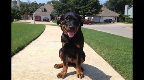 And with any large breed dog, weight is a big concern. Kodiak - 5 Month Old Rottweiler - Catoosa Dog Training ...