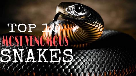 Top 10 Most Venomous Snakes In The World Ten Count Youtube