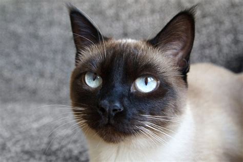 12 Sensational Siamese Cat Names Youll Love Siamese Cats Cats Rare