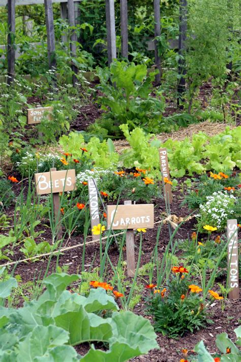 9 flowers you should plant in your vegetable garden