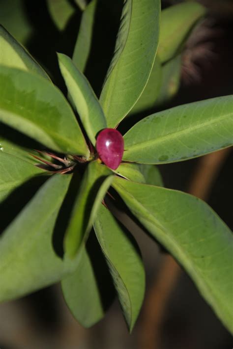 Khasiat buah delima merah yang utama adalah mampu mengatasi masalah pencernaan seperti diare. KHASIAT BATU MERAH DELIMA: MUSTIKA MERAH DELIMA BERGADAM ...