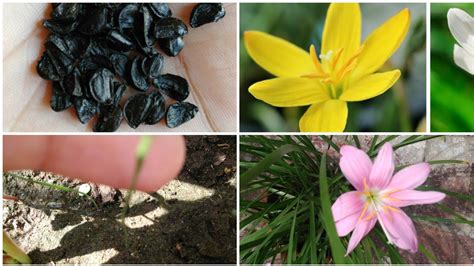 Check spelling or type a new query. How to grow rain Lily seeds , care and tips,🌷 plant update ...