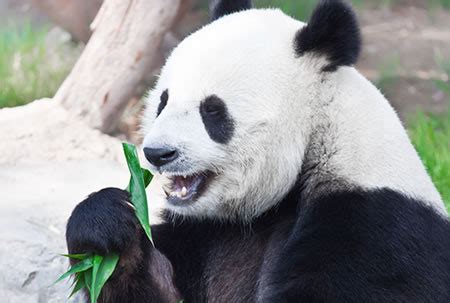 Adopt a Panda online at udopt.co.uk