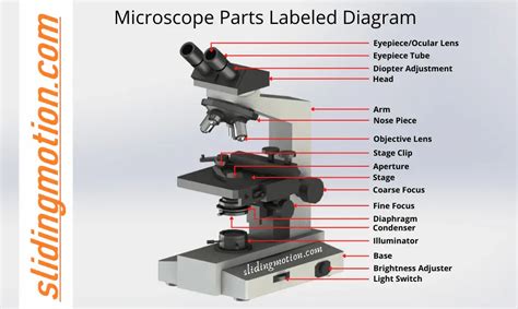 How Did The Compound Light Microscope Get Its Name Shelly Lighting
