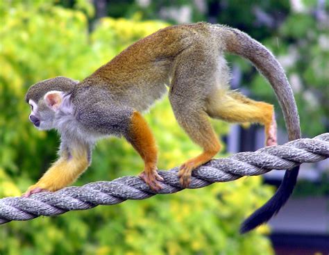 Common Squirrel Monkey Saimiri Sciureus Wiki Image Only