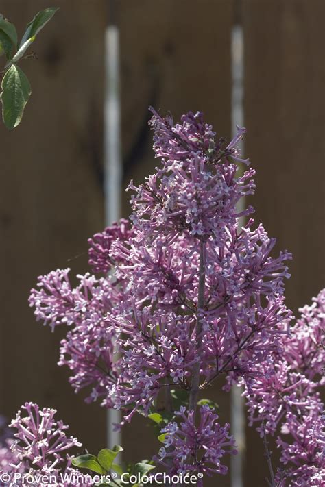 Bloomerang Purple Lilac Plant Addicts