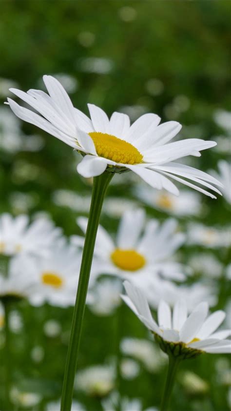 White Daisies Flowers Petals Green Leaves Plants Blur Bokeh Background