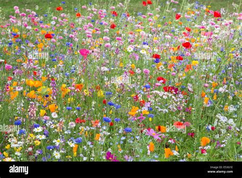 Wildflowers Wildflower Cornflower Meadow Hi Res Stock Photography And