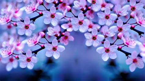 2560x1440 Cherry Blossom Wallpapers Top Free 2560x1440 Cherry Blossom