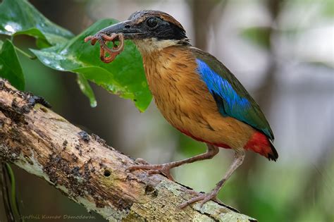 Mangrove Pitta Pitta Megarhyncha The Mangrove Pitta Pit Flickr