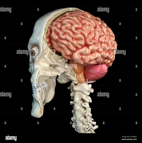 Human Skull Mid Sagittal Cross Section With Brain Stock Photo Alamy