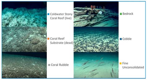 Exposed: The Secret Life Of Coral Reef On OnlyFans