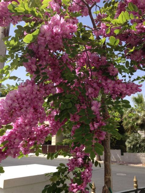 Robinia pseudoacacia 'purple robe' pronunciation: Robinia "Purple Robe" - Hello Hello Plants & Garden Supplies