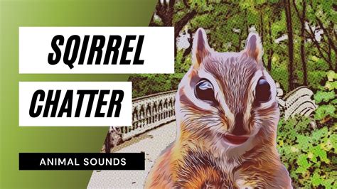 Squirrel Chattering Sound Effect The Animal Sounds Squirrel Chatter
