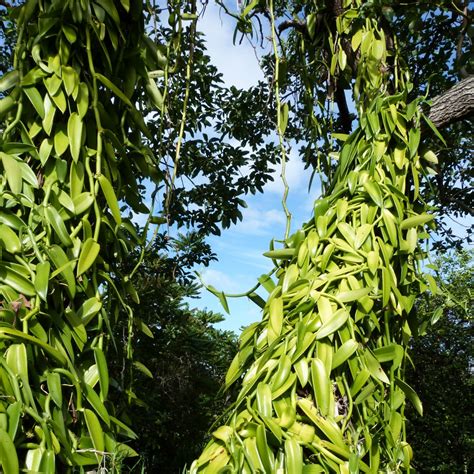 Vanilla Bean Plant How To Grow