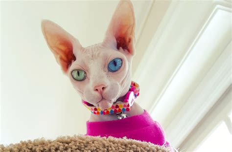 His warmth, humor and exotic appearance all combine. 'Alien' Sphynx Cat Has Different-Colored Eyes | PEOPLE.com
