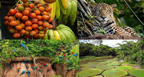 Conoce Las 8 Regiones Naturales Del Perú Selva Baja Flora Y Fauna