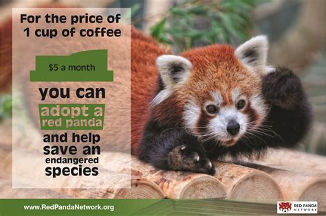 When You Adopt A Red Panda You Help The Red Panda Network Forest
