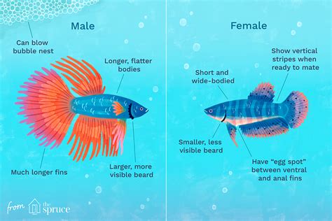Identification Betta Fish Breeding Chart
